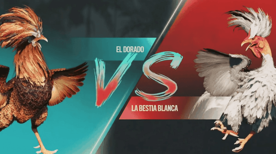 bet3333 brasil Casino Baixar